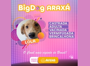 Prefeitura lança &quot;Big Dog Araxá&quot; para adoção de cães